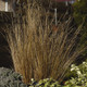 ColorGrass® - Carex buchananii  Red Rooster™(72 plugs per tray)
