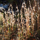 Andropogon virginicus (38 plugs per tray)