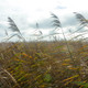 Andropogon gerardii (38 plugs per tray)
