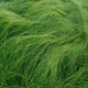 Carex appalachica   (72 plugs per tray)