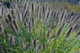 Pennisetum alopecuroides Ginger Love  (38 plugs per tray) PP26442