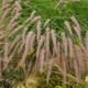 Pennisetum o Karley Rose (38 plugs per tray) PP12909