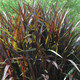 Pennisetum purpureum Princess (38 plugs per tray) PP17728