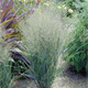 Panicum virgatum Northwind (38 plugs per tray)