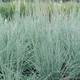 Schizachyrium scoparium The Blues (38 plugs per tray)