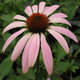 Echinacea purpurea Prairie Splendor™ (72 plugs per tray)