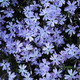 Phlox subulata Emerald Blue (72 plugs per tray)