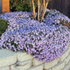 Phlox subulata Emerald Blue (72 plugs per tray)