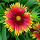 Gaillardia xgrandiflora Goblin (72 plugs per tray)