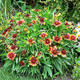 Gaillardia xgrandiflora Goblin (72 plugs per tray)