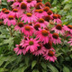 Echinacea purpurea PowWow® Wild Berry (72 plugs per tray)