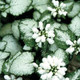 Lamium maculatum White Nancy (72 plugs per tray)