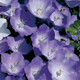 Campanula carpatica Pearl Deep Blue (72 plugs per tray)