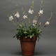 Gaura lindheimeri Sparkle White  (72 plugs per tray)