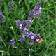 Lavandula Ellagance Purple (72 plugs per tray)