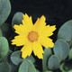 Coreopsis auriculata Nana (72 plugs per tray)