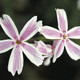 Phlox subulata Candy Stripe (72 plugs per tray) Phlox subulata Candy Stripe (72 plugs per tray)