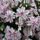 Phlox subulata Candy Stripe (72 plugs per tray) Phlox subulata Candy Stripe (72 plugs per tray)