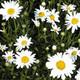 Leucanthemum xsuperba Alaska (72 plugs per tray)