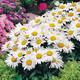 Leucanthemum xsuperba Snow Lady (72 plugs per tray)