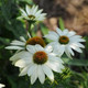 Echinacea purpurea PowWow® White (72 plugs per tray) Echinacea purpurea PowWow® White (72 plugs per tray)