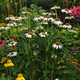 Echinacea purpurea PowWow® White (72 plugs per tray) Echinacea purpurea PowWow® White (72 plugs per tray)