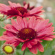Gaillardia xgrandiflora Arizona Red Shades  (72 plugs per tray)