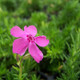 Phlox subulata Drummonds Pink (72 plugs per tray)