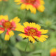 Gaillardia xgrandiflora Mesa Bright Bicolor (72 plugs per tray)
