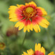 Gaillardia xgrandiflora Mesa Bright Bicolor (72 plugs per tray)