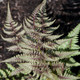 Athyrium niponicum Red Beauty (50 plugs per tray)