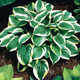Hosta Wide Brim (38 plugs per tray)