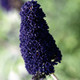 Buddleia davidii Black Knight (50 plugs per tray)