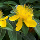 Hypericum calycinum. St John's Wort