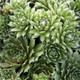 Sempervivum tectorum Jade Rose (50 plugs per tray)