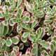 Sedum sp Tricolor (72 plugs per tray)