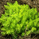 Sedum Lemon Ball (72 plugs per tray)