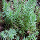 Sedum reflexum Blue Spruce (72 plugs per tray)