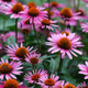 Echinacea purpurea (72 plugs per tray)