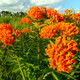 Asclepias tuberosa (72 plugs per tray)