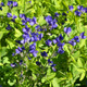 Baptisia australis (72 plugs per tray)