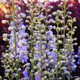 Baptisia australis (72 plugs per tray)