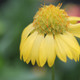 Gaillardia xgrandiflora Mesa Yellow (72 plugs per tray)