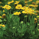 Gaillardia xgrandiflora Mesa Yellow (72 plugs per tray)