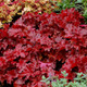 Heuchera Forever™ Red (72 plugs per tray) PP29644