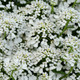 Iberis amara Summer Snowdrift (72 plugs per tray) PP30713