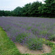 Lavandula xintermedia Phenomenal™ (Niko)  (72 plugs per tray) PP24193