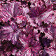 Heuchera Forever™ Purple  (72 plugs per tray)  PP26358