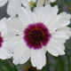 Coreopsis Satin & Lace™ Ice Wine (72 plugs per tray) PP31367