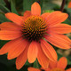 Echinacea Sombrero® Adobe Orange (72 plugs per tray) PP26639